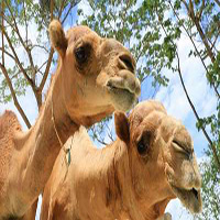 Wadi Al Safa Wildlife Centre