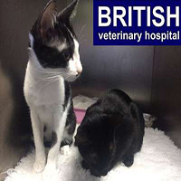 British Veterinary Hospital