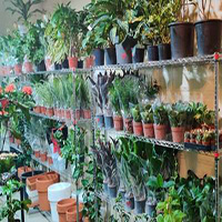 Live Gardens Flowers & Ornamental Plants Trading