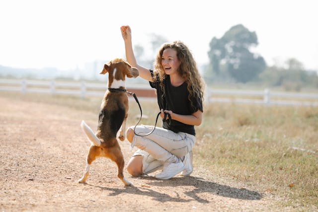 Animal Training Centres