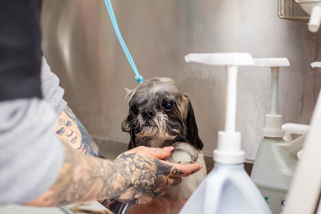 Pet Grooming Centres